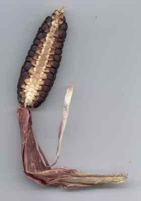 scn0801_am6xze1_03