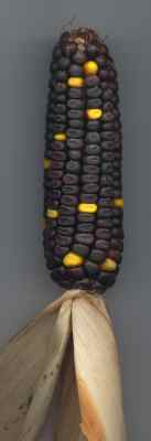 scn0801_de1a_2007