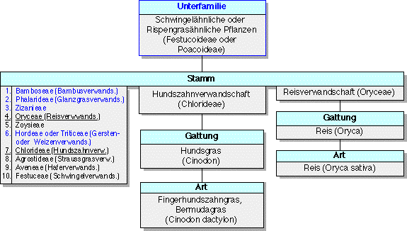 �Oryceae und Chlorideae